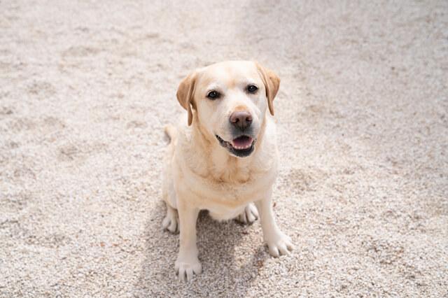 LIVEDOGの口コミ・評判は?原材料や添加物、安全性を徹底解説のサムネイル画像